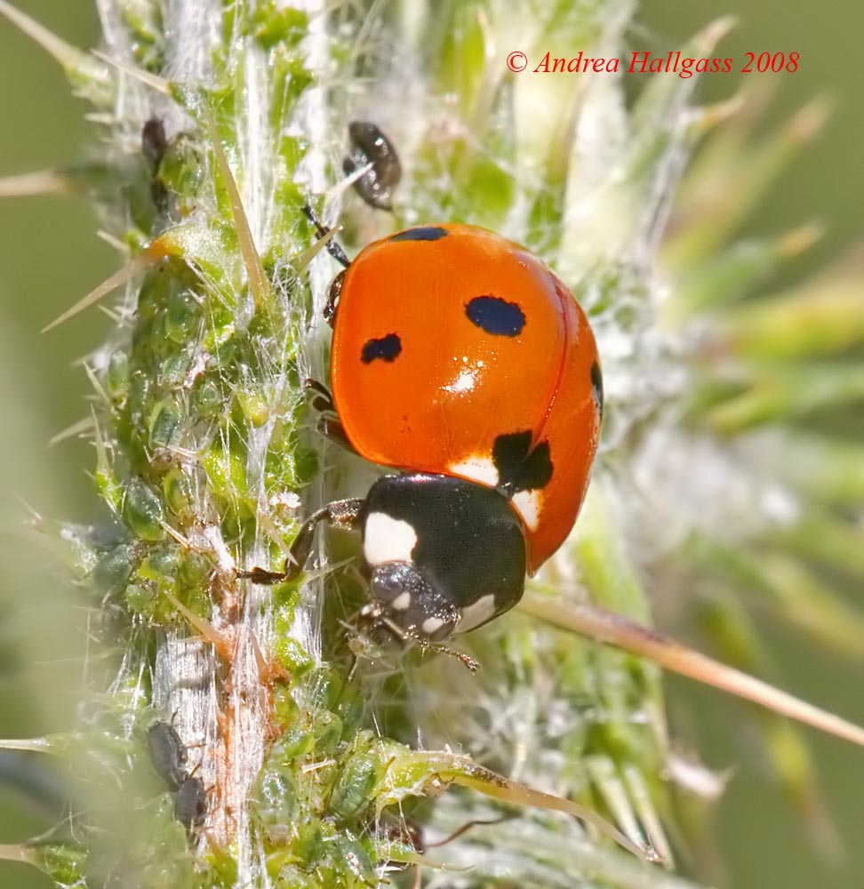 Il pranzo della coccinella